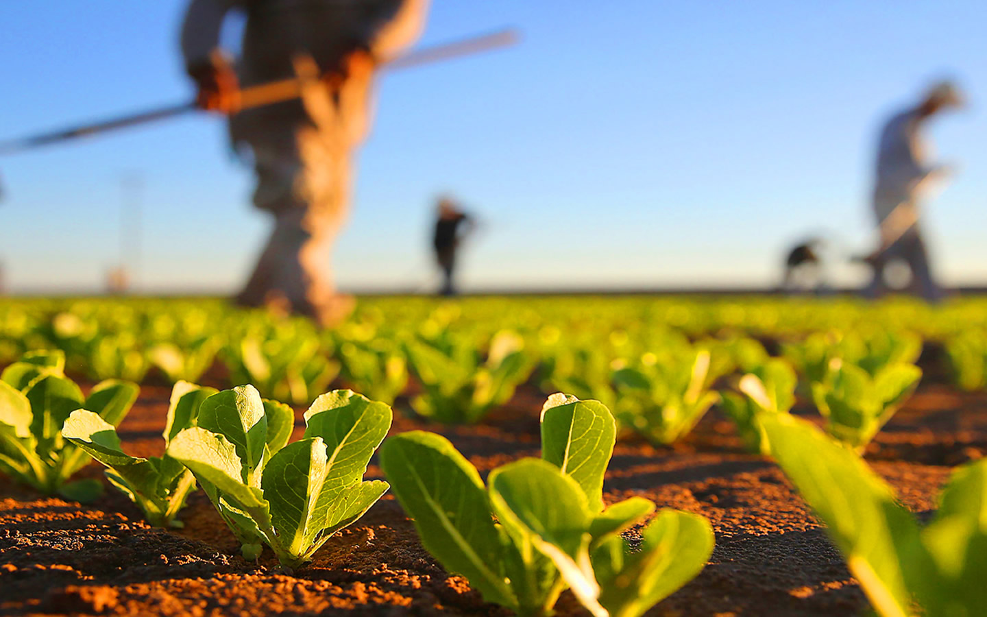 PSD cere măsuri urgente pentru susținerea agriculturii. România trebuie să producă din resurse proprii