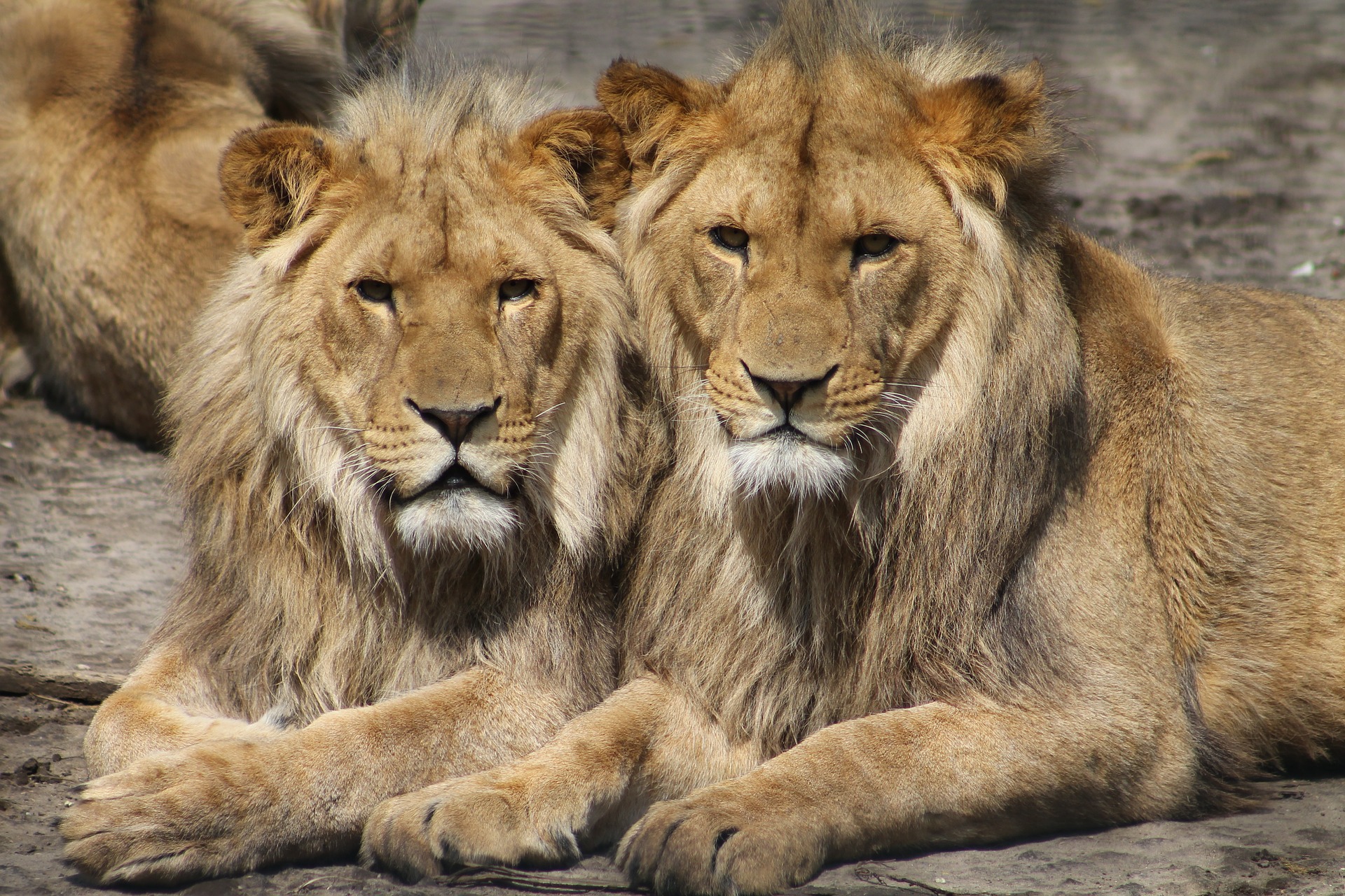 Lei infectați cu coronavirus, într-o grădină zoologică din Barcelona