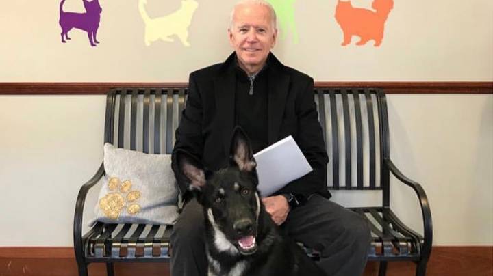 Câinii lui Joe Biden au fost dați afară de la Casa Albă după un incident