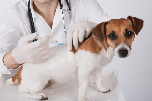 Vaccinul pentru animale împotriva coronavirusului, în Rusia