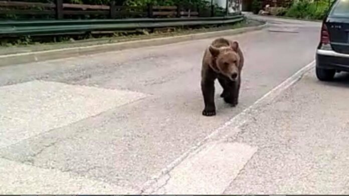 Împușcarea urșilor este ultima măsură, dar este una de urgență