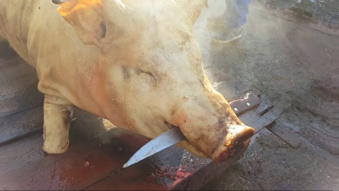 Polițistul și porcul. Un agent de la poliția rutieră, victima unei farse