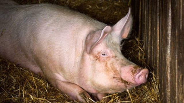Legea porcului este aprig contestată de crescătorii de la noi