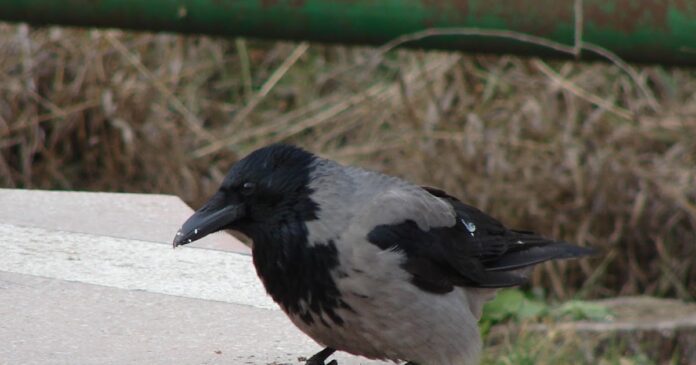 Ciorile din Cișmigiu - soluția găsită de Nicușor Dan, primarul Capitalei