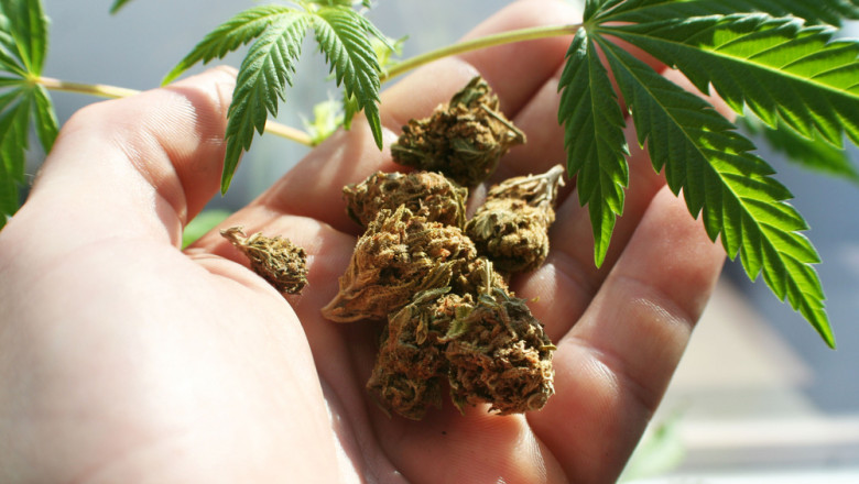 Un milion de plante de canabis vor fi distribuite gratuit populației