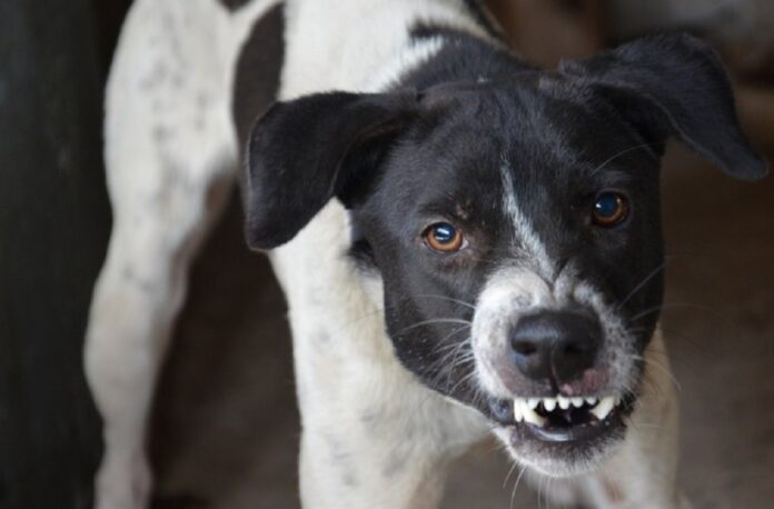 O femeie a fost amendată cu 10.000 de lei pentru că nu și-a sterilizat câinii