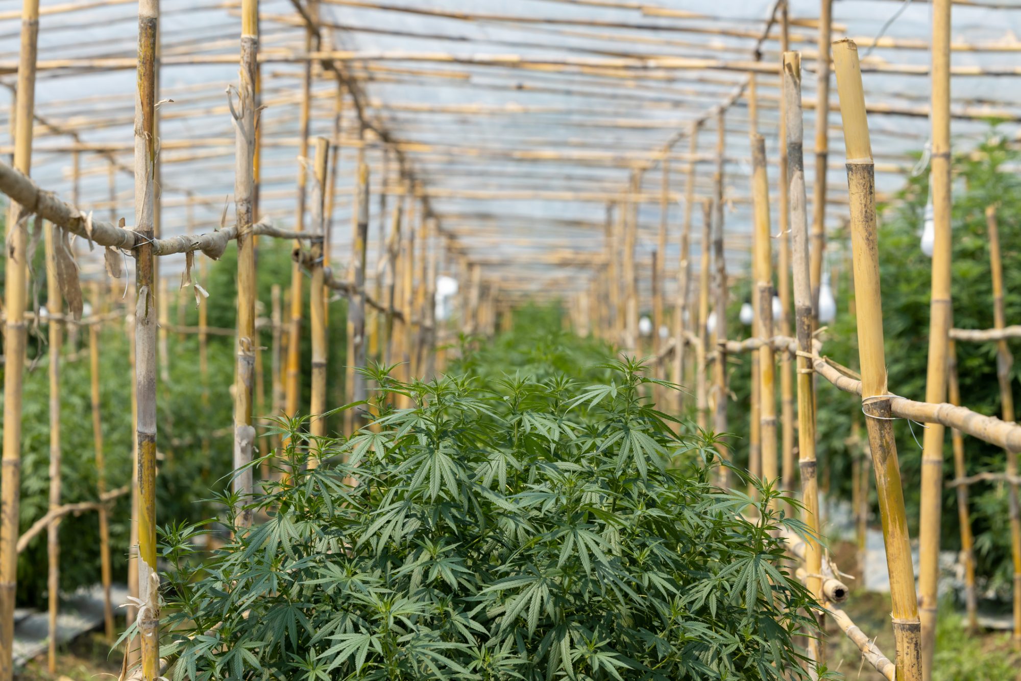 Legea canabisului medicinal este blocată înainte de a ajunge în Parlament