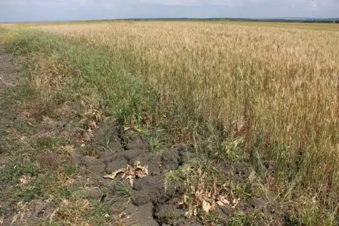 România ar putea ajunge la temperaturi de 50 de grade Celsius