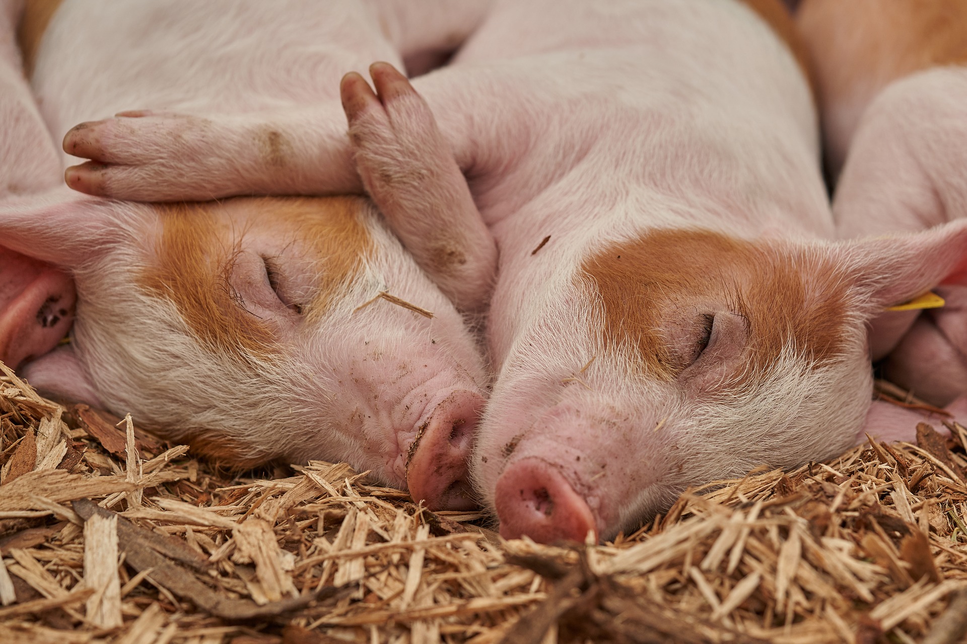 Carnea de porc s-a scumpit din nou în ultima săptămână, cu 4%