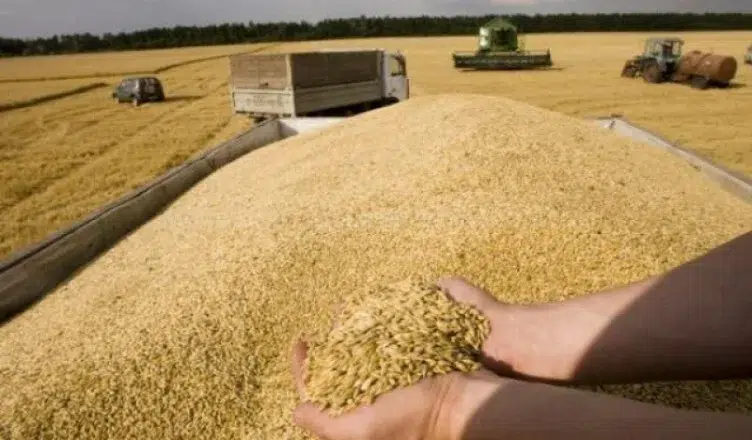 Impactul interzicerii importurilor de cereale din Ucraina, în România