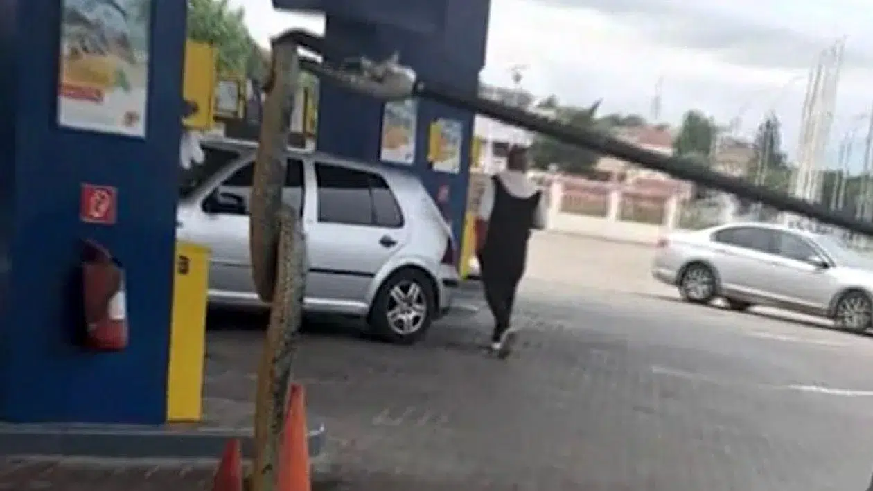 Șarpe într-o benzinărie din Drobeta-Turnu Severin. Momente de panică