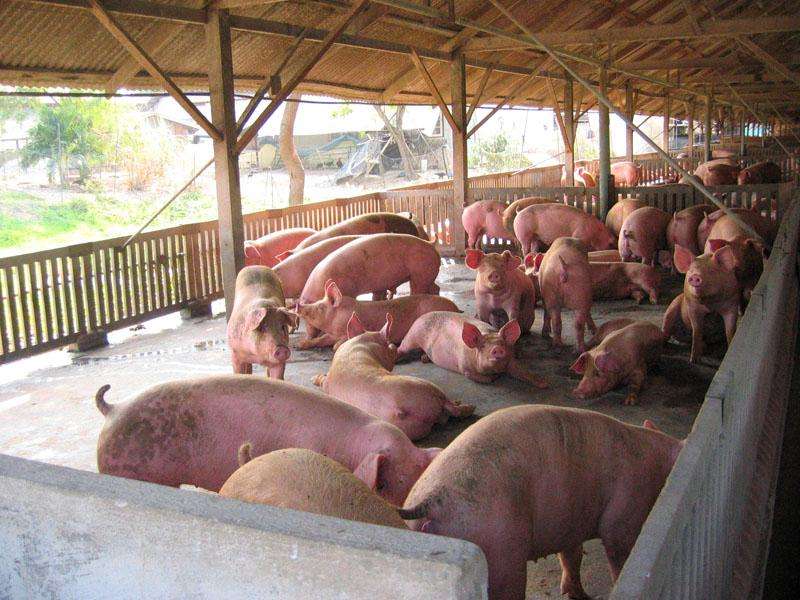 Producția cărnii de porc a scăzut semnificativ în România în ultimii 6 ani