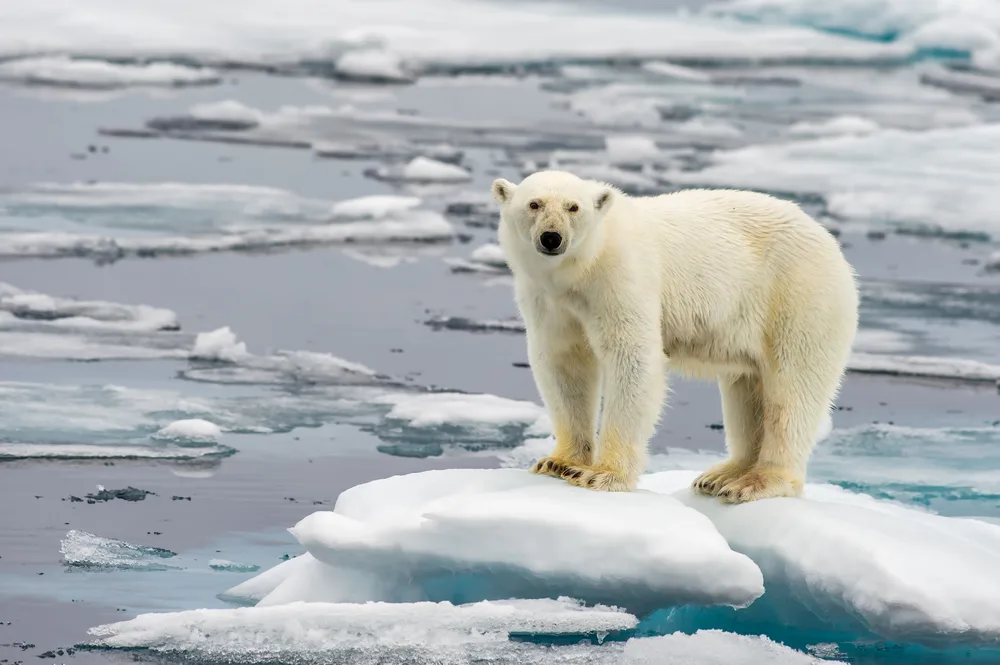Moartea unui urs polar din cauza gripei aviare a fost confirmată în Alaska