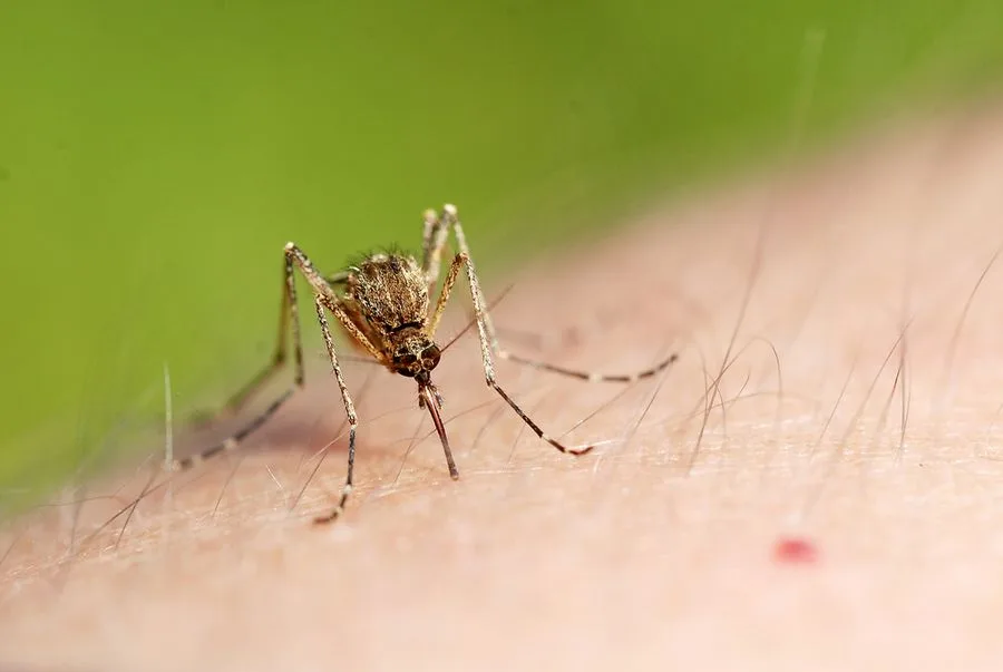Ilfov fără țânțari: Cum ne scapă CJ Ilfov de insectele care sug sângele poporului