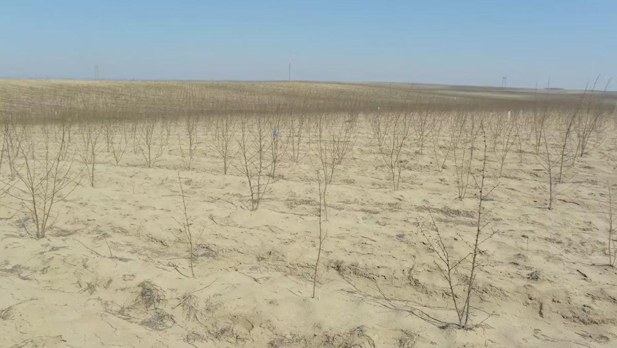 Alarmă climatică emisă de Mircea Fechet: Sudul României, în pericol de deșertificare. Care e soluția imediată